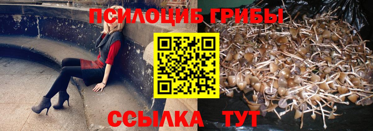 как найти наркотики  Богданович  Галлюциногенные грибы Psilocybine cubensis 